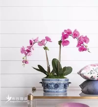 布谷陶瓷|花盆用来装什么？